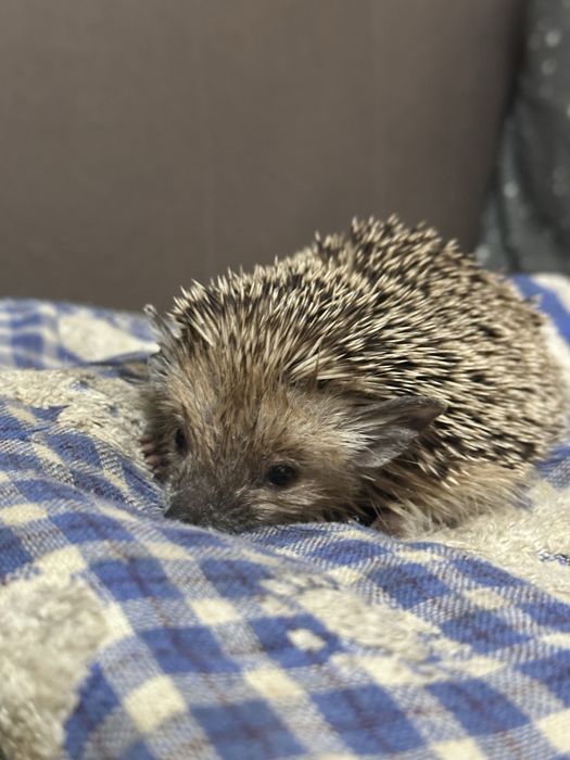 Ежик ручной домашний