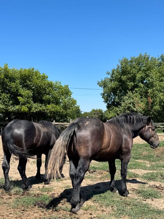 2 Armăsari de vânzare