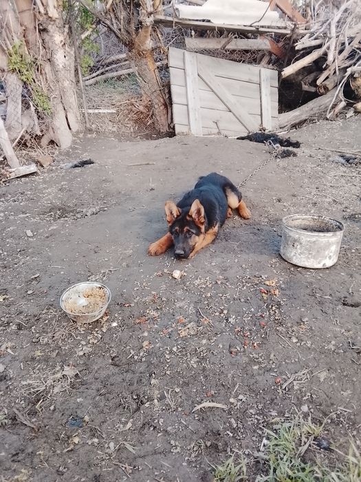 Таза канды неміс