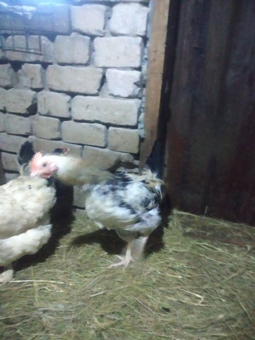 Продам петушков продам