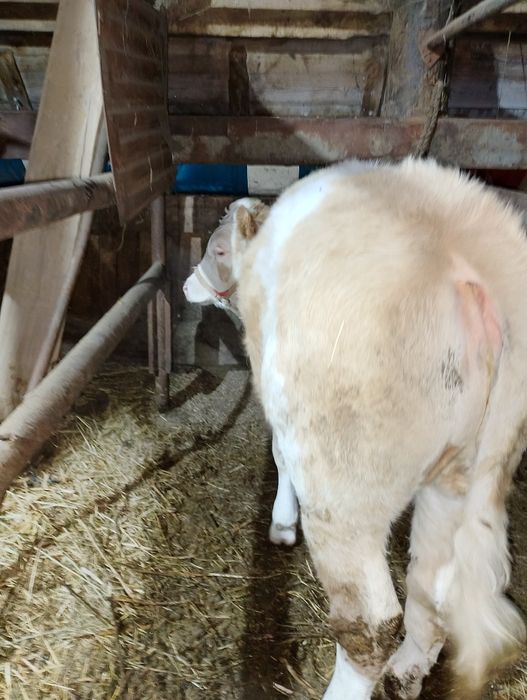 Продам тёлочку симентала