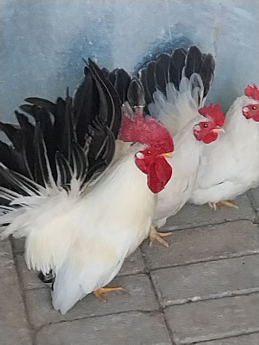 De vânzare Cocoș   găini și pui  Chabo 2025