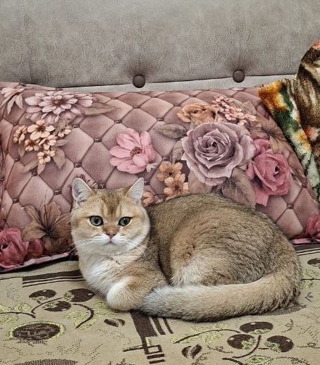 Золотая шиншилла вязка