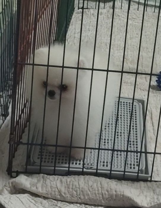 Девочка кукляшечка