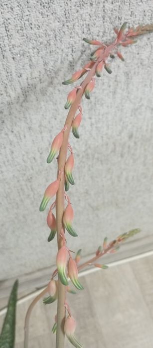 Редкое алоэ, гастералоэ Авео