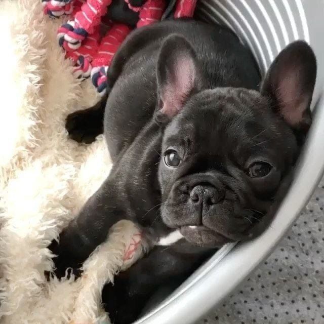 Femela bulldog francez