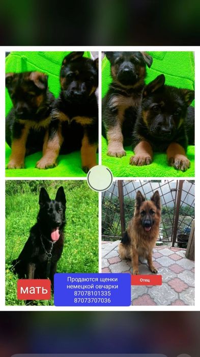 Продаются щенки немецкой овчарки