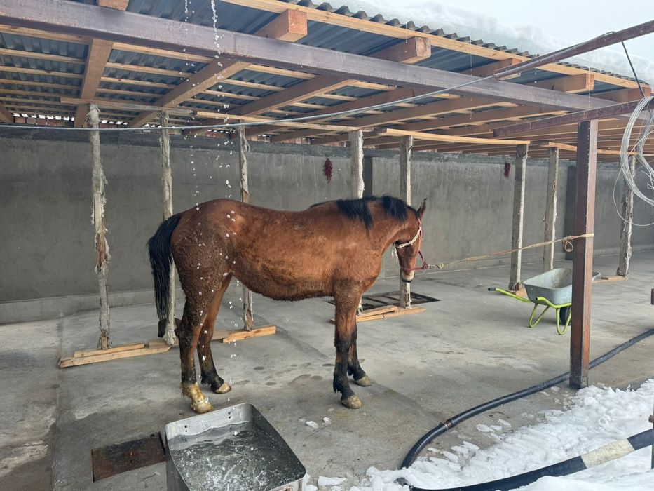 Продам кобылу 3 года