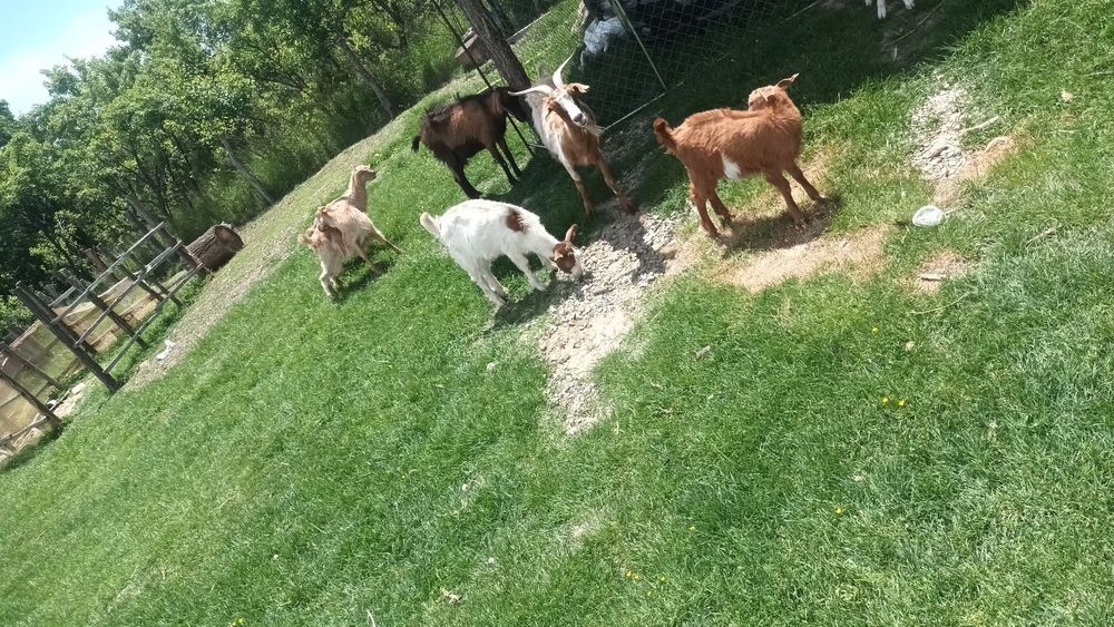 Vând 3 țapi de rasa