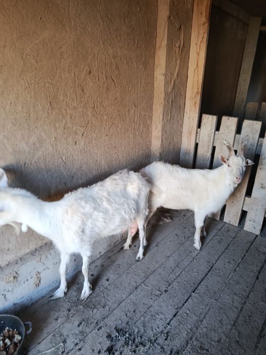 Орыс ешкі еркек лағымен