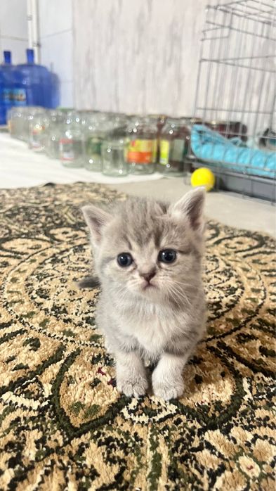 Продаются серебристий шиншилли котяти