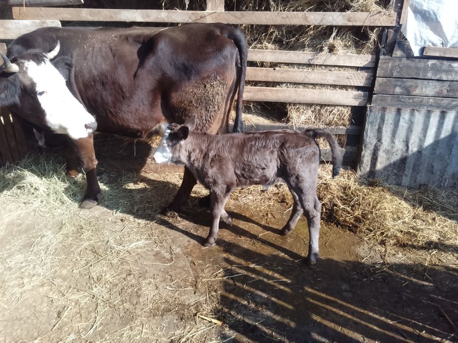 Vitea caută casa nouăi