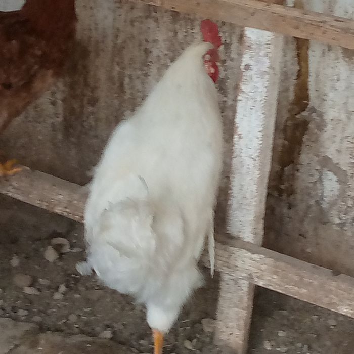 Продаю питух 80 000 сом