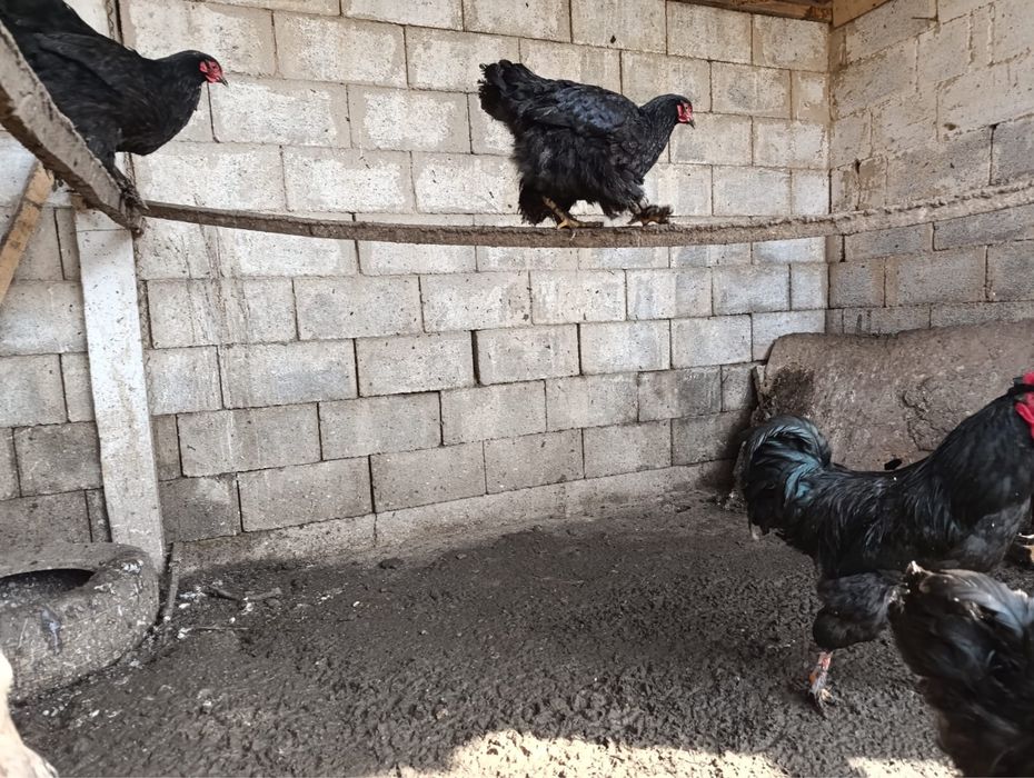 Куры петухи  оптом , молодняк .