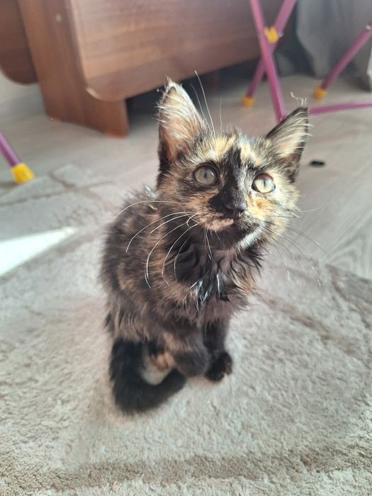 Котята девочки 2 месяца