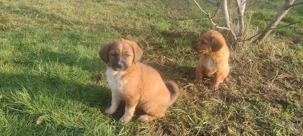 Cățeluși metis vizsla