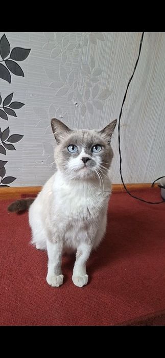 СРОЧНО! Кошка Сиамской породы беременная