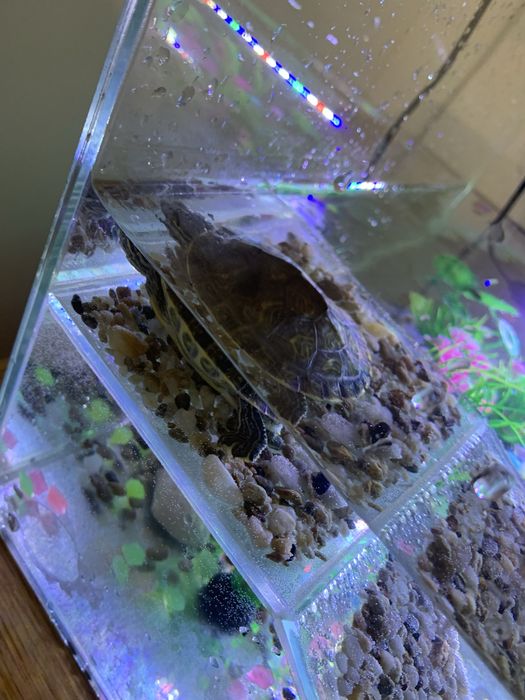 Acvariu pentru testoasa  tot cu  broscuță