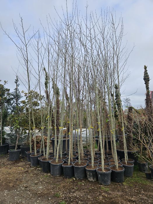 Tuia  leylandii plante ornamentale