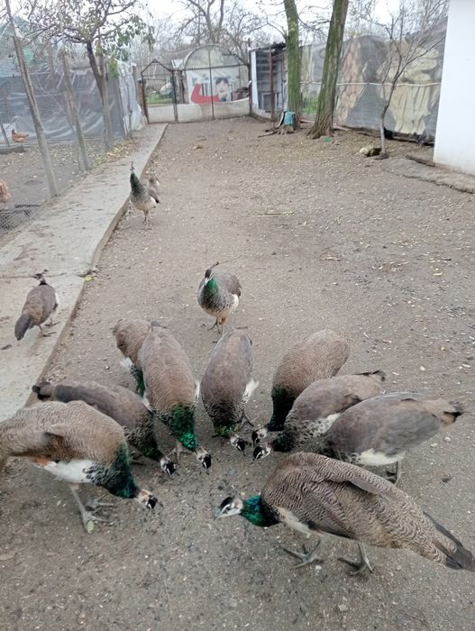 Vând păuni și fazani