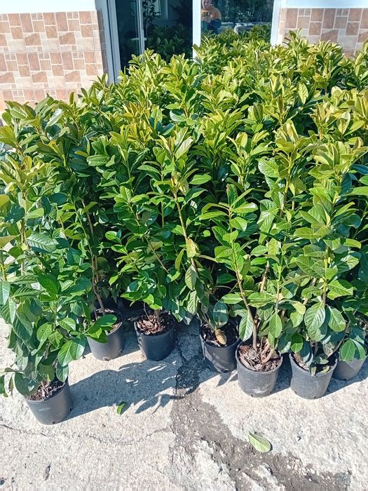 Vând chiparos chiparos leylandii