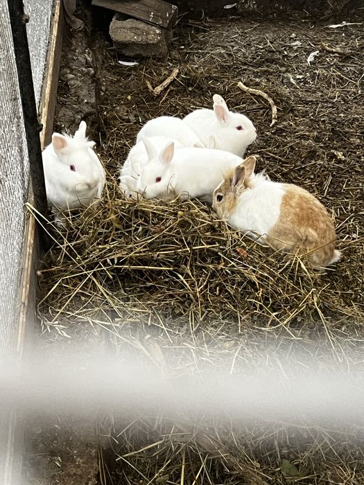 Vand superbitati de companie