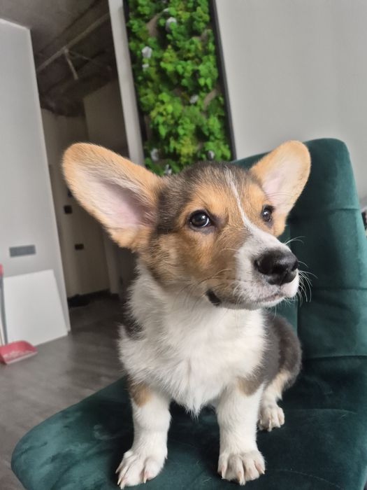 Щенок Корги пемброк