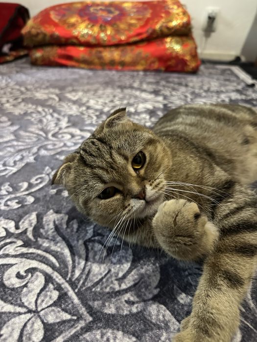 порода кошек шотландская вислоухая! Цена 50к