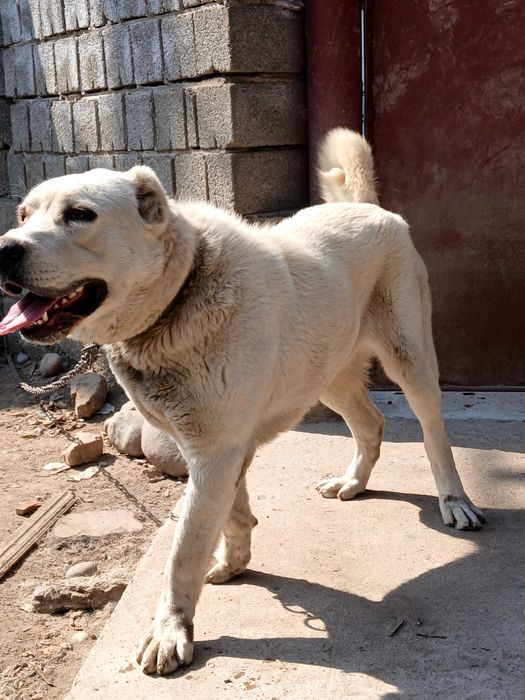 Алабаика чистокровная