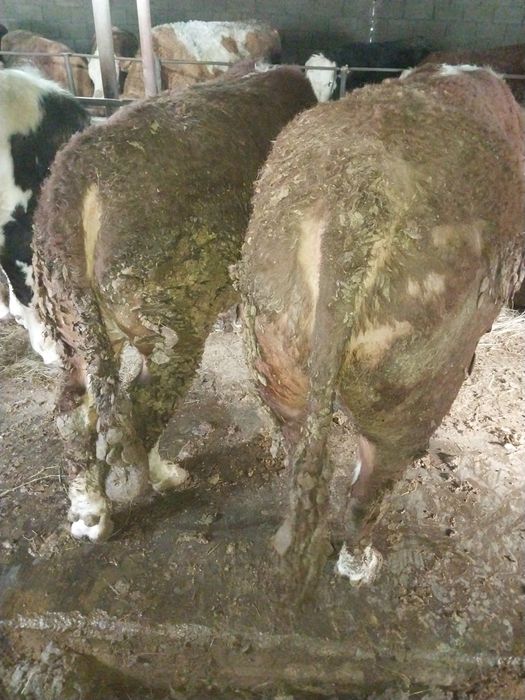 Продам Бычков. На курбан Айт