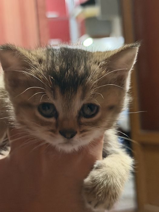 Кацата 1/5 месецов