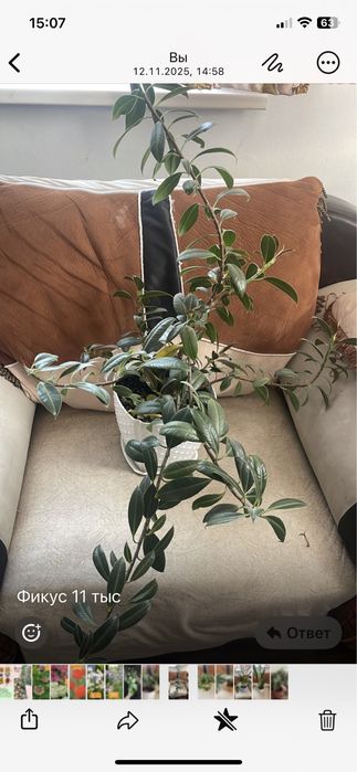 Срочно продам домашние цветы