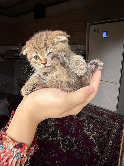 Zolataya shinshila toza nasl zot bollari
