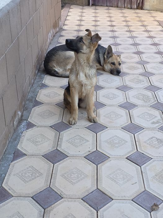 Овчарка девочка .