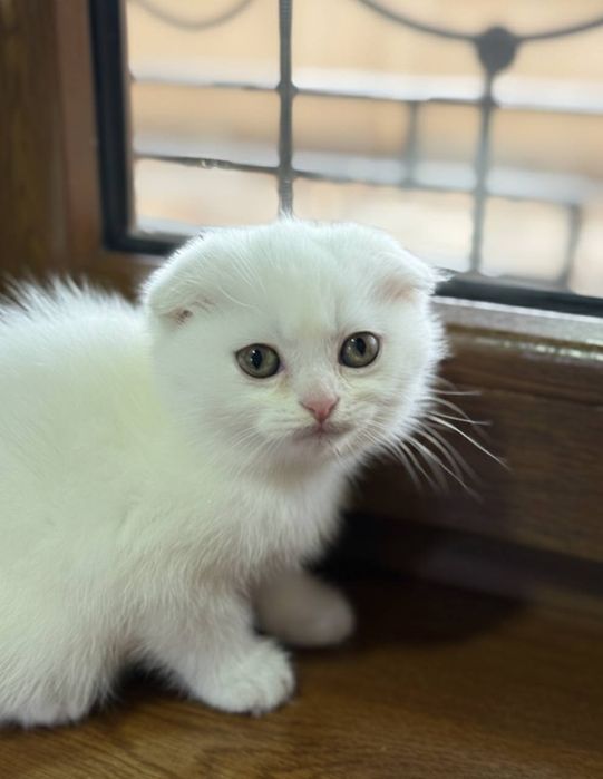 Котята скотиш фолд