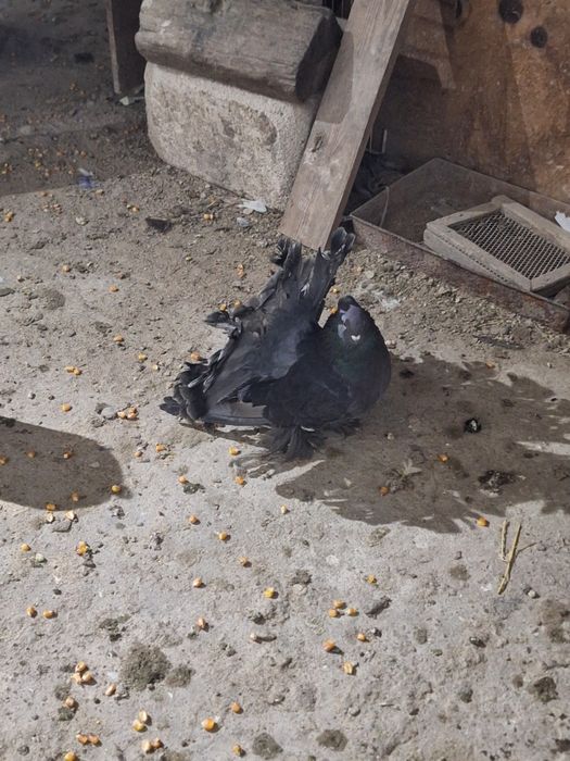 Indieni Voltati indieni