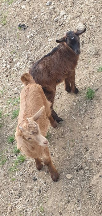Vand capra anglo nubian cu doi iezi  si metis alpina franceza cu doi iezi
