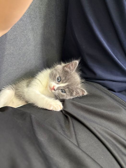 Продам котенка 3000