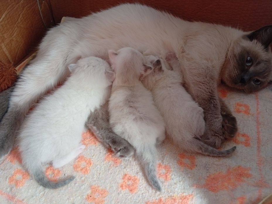 Продаются котята