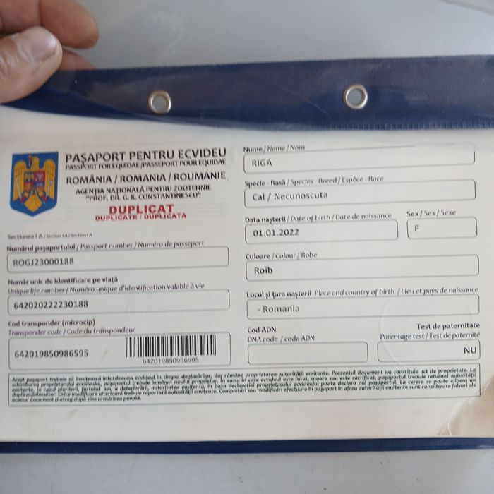 Iapă pentru echitație