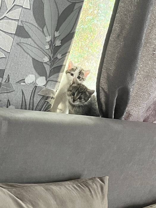 Отдам котят бесплатно