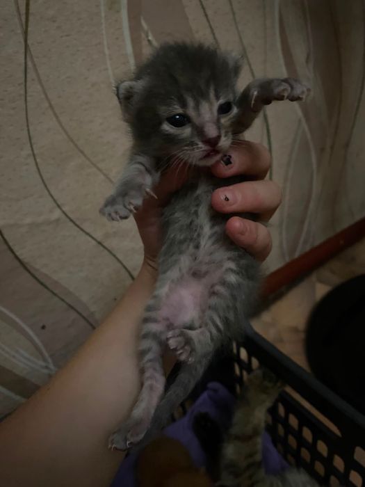 Отдаем котят в добрые руки