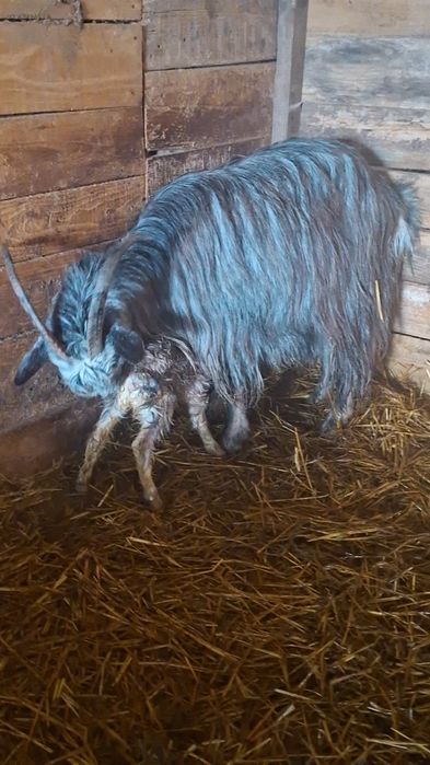 Capră carpatină cu ied(junică)