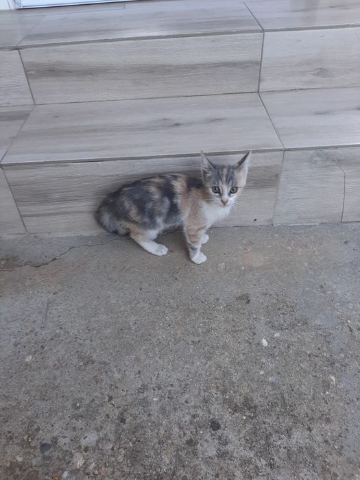 3 pisoi 3 luni Saftica pentru adoptie