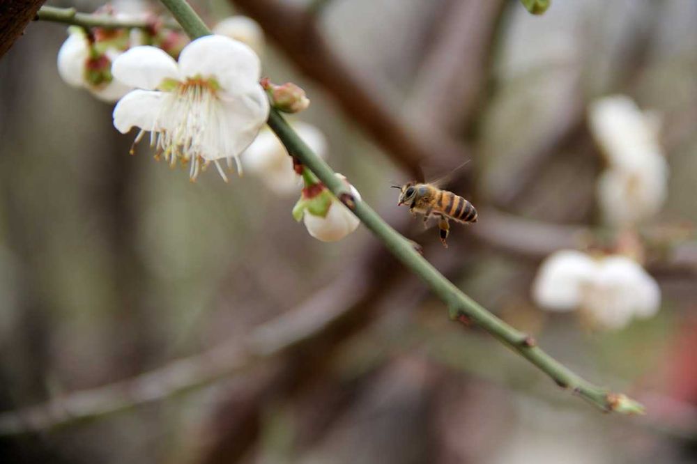 Продава се Парцел в Пловдив, Кършияка - 5000 кв.м за 40 €/кв.м - Снимка #5