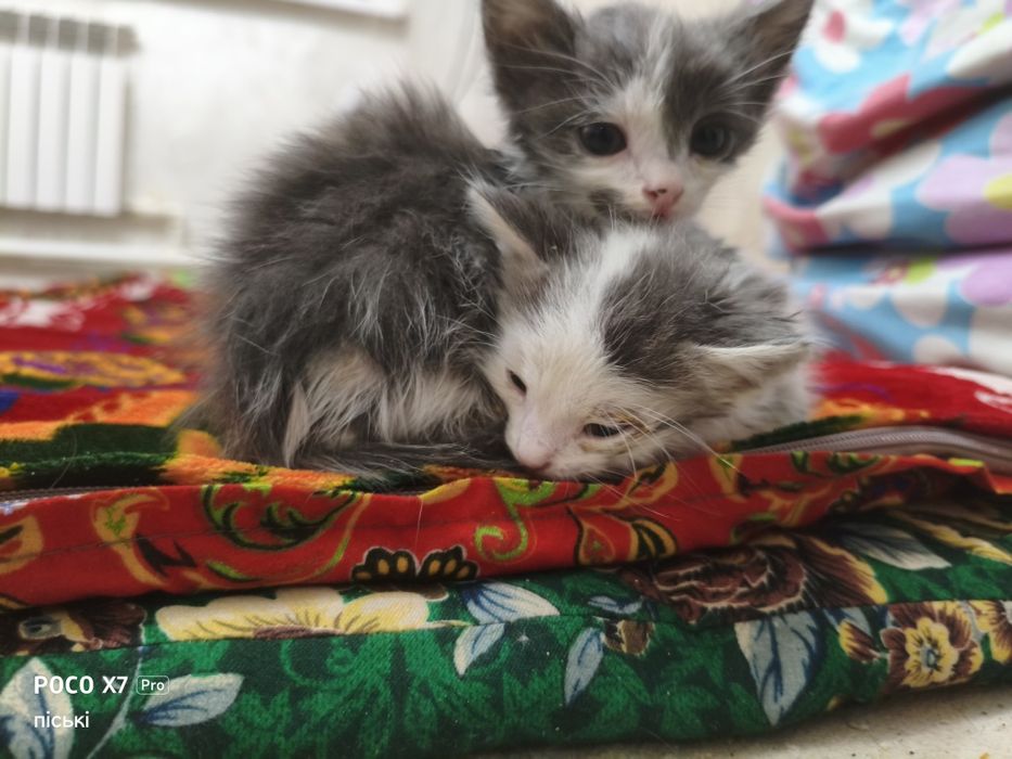 Мы ищем дом для очаровательных котят.