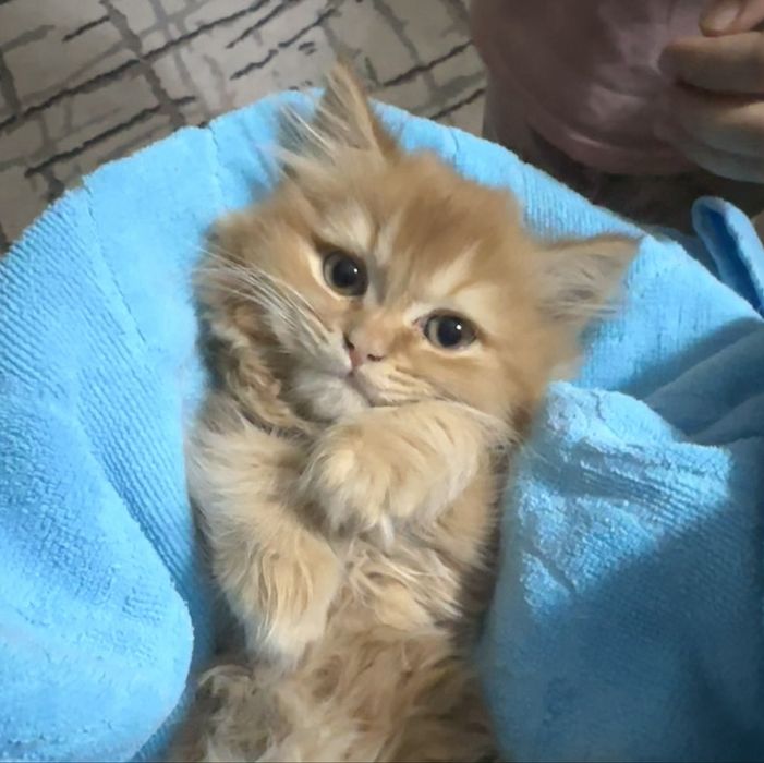 Haylend Strayt mushukcha sotiladi