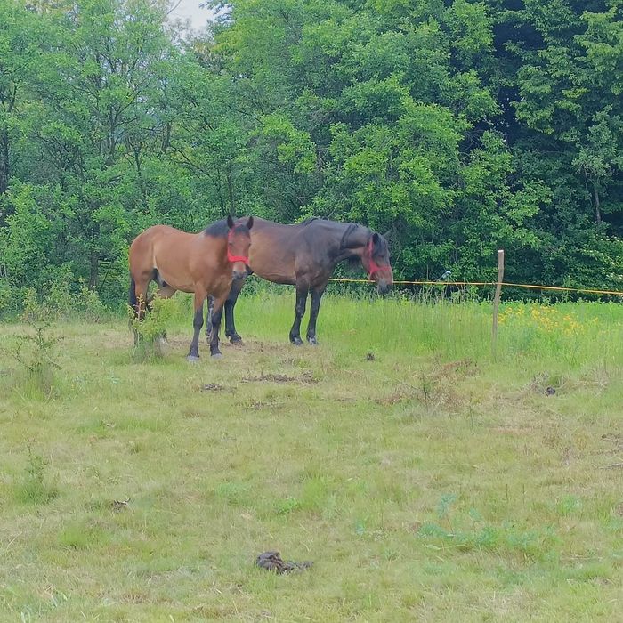 vând cal sau schimb