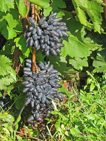 Vita de Vie (Soiuri De Masa Negru )