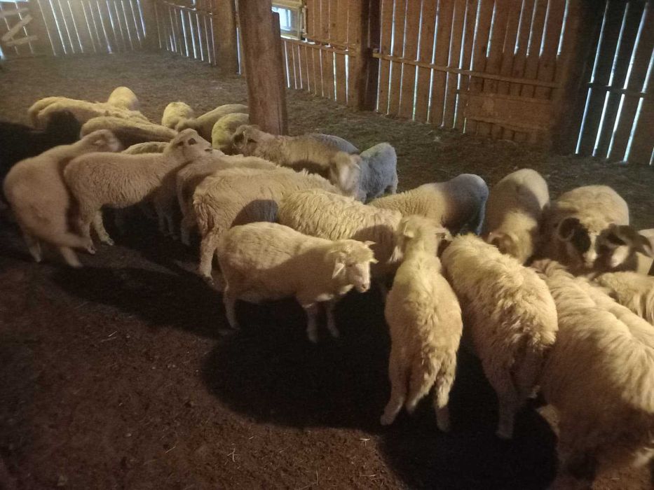 Vand Berbecuti tinuti pe stabulatie